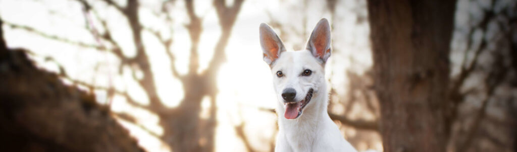 6 wichtige Grundlagen beim Welpen barfen - Barf Einfach