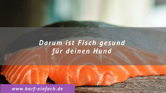 Darum ist Fisch gesund für deinen Hund Barf Einfach