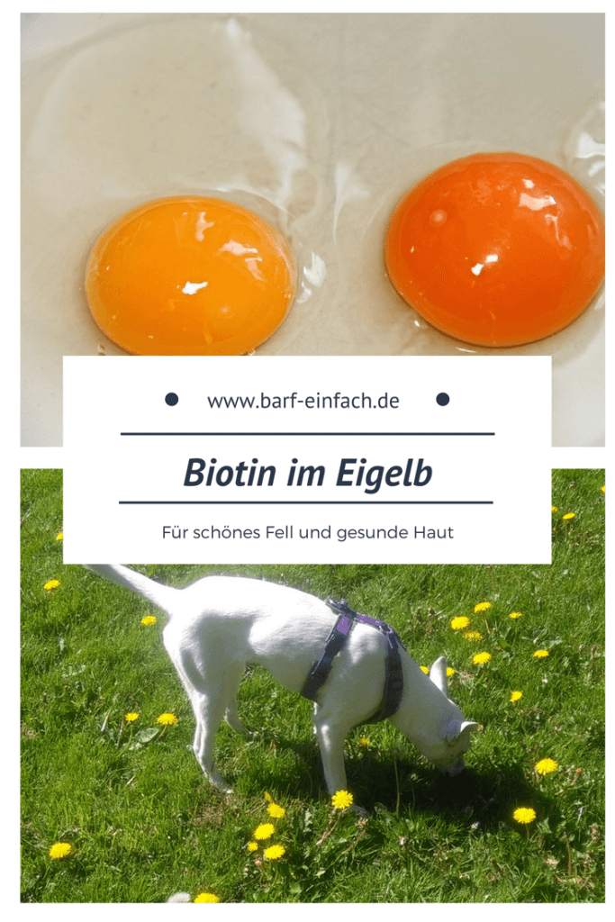 Eier für den Hund? Biotin für glänzendes Fell Barf einfach