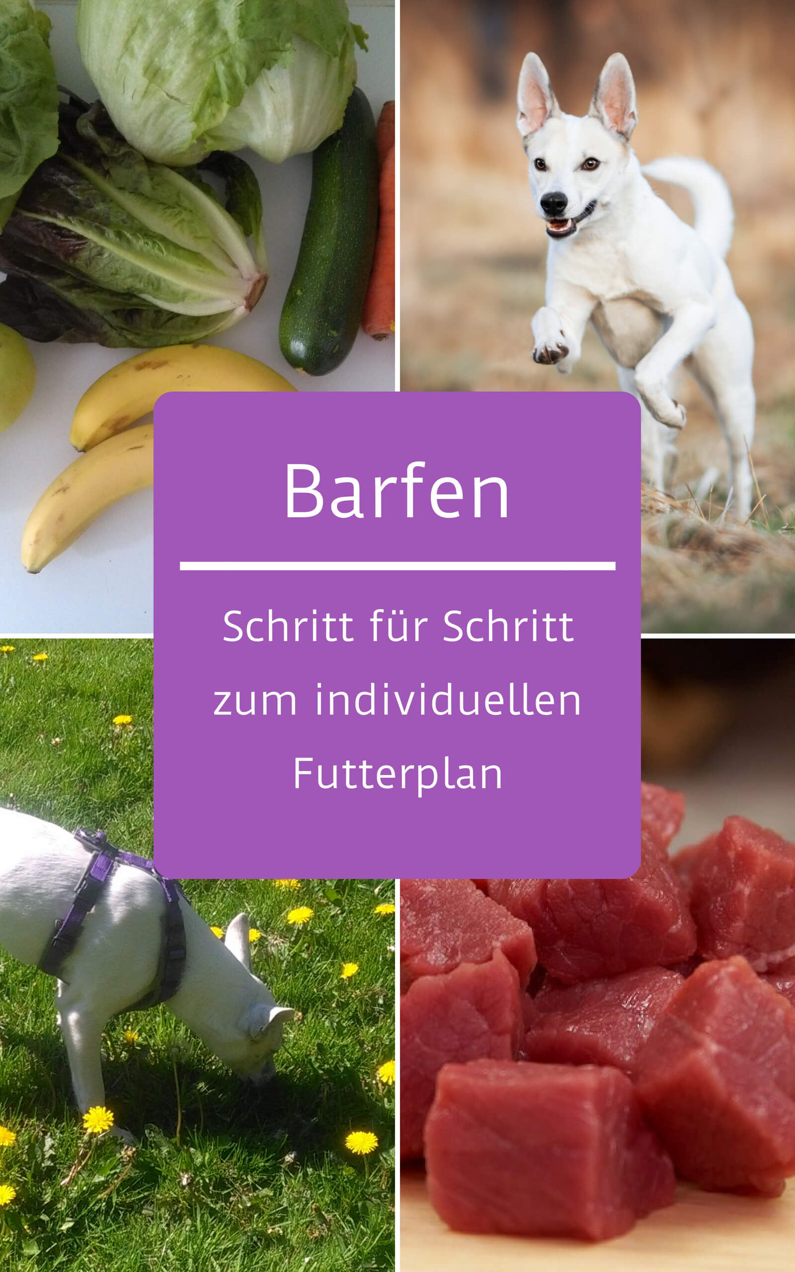 Futterpläne beim Barfen - deshalb solltest du sie nutzen - Barf Einfach