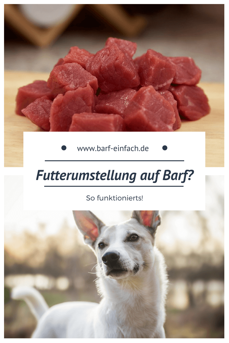 Umstellung auf Barf - Barf Einfach