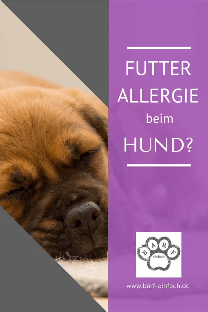 Text Futtermittelallergie beim Hund, schlafender Hund