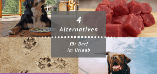 Titelbild Text 4 Alternativen für Barf im Urlaub, Hunde