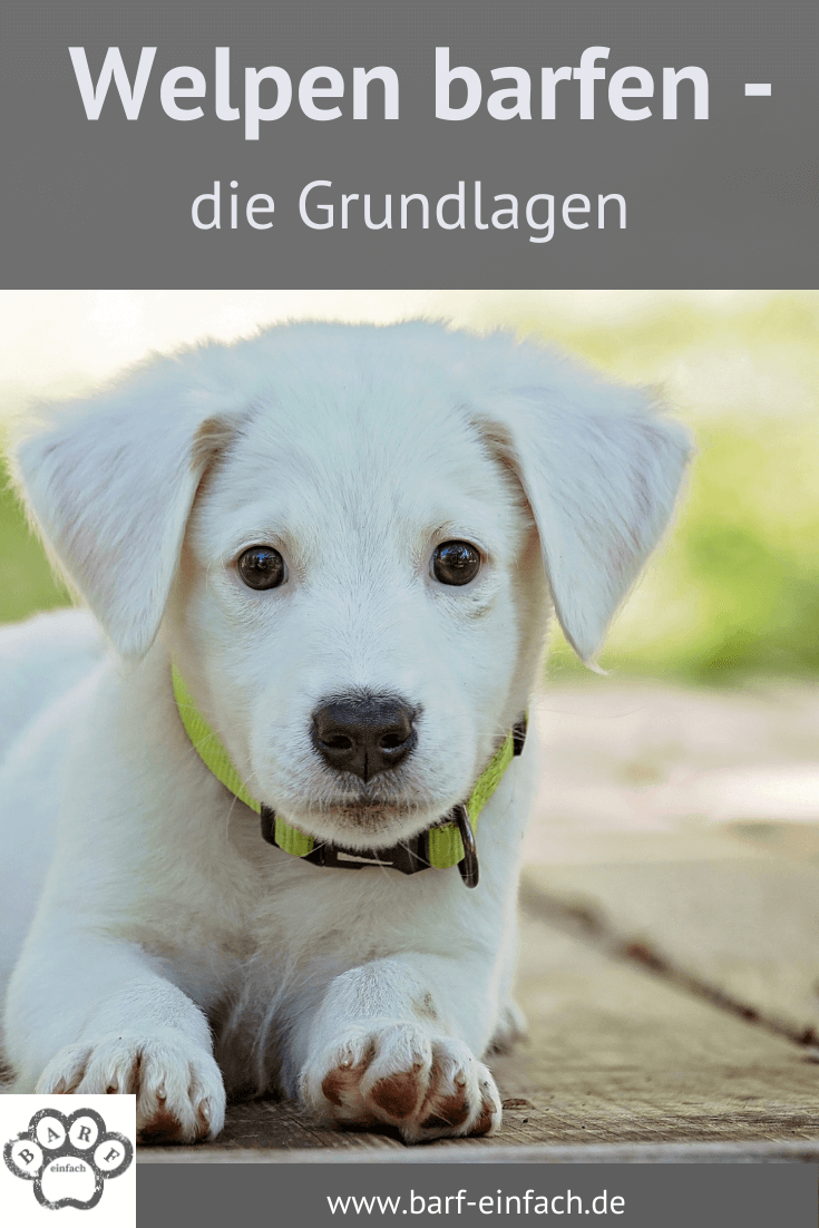 6 wichtige Grundlagen beim Welpen barfen - Barf Einfach