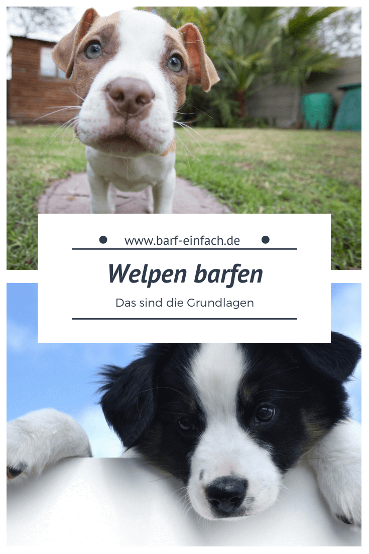 6 wichtige Grundlagen beim Welpen barfen - Barf Einfach