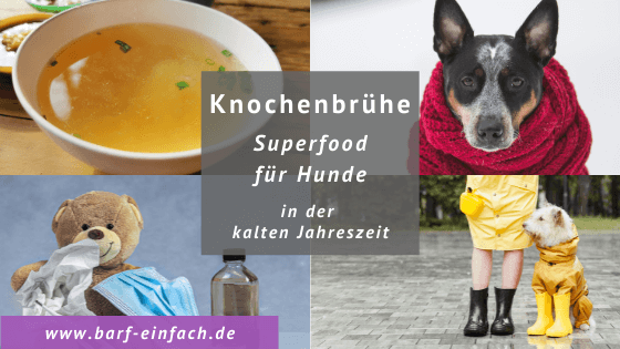 Knochenbrühe, Hund mit Schal, kranker Teddy, Hund im Regen; Text: Knochenbrühe - Superfood für Hunde in der kalten Jahreszeit